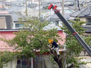 高所での伐採作業をする職人